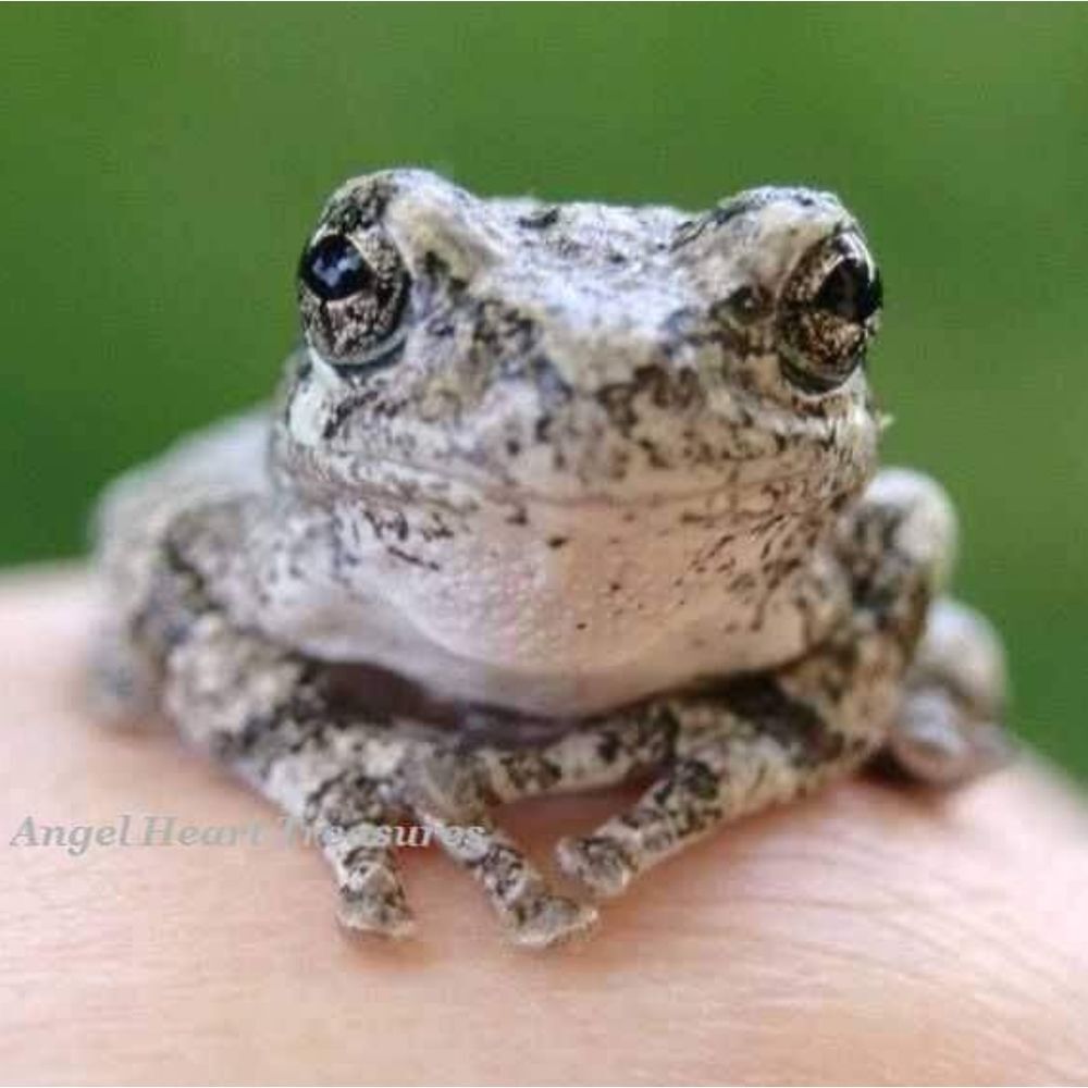 5x7 Original Photography Charismatic Tree Frog